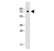 Western blot testing of mouse brain tissue lysate with VGluT2 antibody. Predicted molecular weight ~64 kDa.