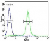 Flow cytometry testing of fixed and permeabilized human HEK293 cells with KMT5C antibody; Blue=isotype control, Green= KMT5C antibody.