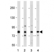 Western blot testing of human 1) A431, 2) A375, 3) HUVEC and 4) Caco-2 cell lysate with AMOTL2 antibody. Predicted molecular weight ~86 kDa.