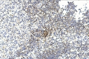 IHC staining of FFPE human spleen tissue with GREM1 antibody. HIER: steam section in pH6 citrate buffer for 20 min and allow to cool prior to staining.
