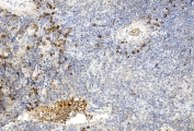 IHC staining of FFPE mouse spleen tissue with GREM1 antibody. HIER: steam section in pH6 citrate buffer for 20 min and allow to cool prior to staining.