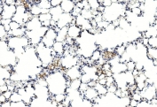 IHC staining of FFPE mouse lung tissue with GREM1 antibody. HIER: steam section in pH6 citrate buffer for 20 min and allow to cool prior to staining.