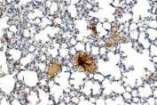 IHC staining of FFPE mouse lung tissue with GREM1 antibody. HIER: steam section in pH6 citrate buffer for 20 min and allow to cool prior to staining.