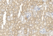 IHC staining of FFPE mouse kidney tissue with GREM1 antibody. HIER: steam section in pH6 citrate buffer for 20 min and allow to cool prior to staining.