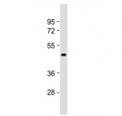 Western blot testing of human 293T cell lysate with HCAR1 antibody. Predicted molecular weight ~39 kDa.