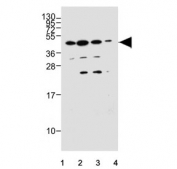 Western blot testing of human 1) MCF7, 2) T-47D, 3) SK-BR-3 and 4) HepG2 cell lysate with HCAR1 antibody. Predicted molecular weight ~39 kDa.