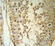 IHC staining of FFPE human testis tissue with MAPE antibody. HIER: steam section in pH6 citrate buffer for 20 min and allow to cool prior to staining.