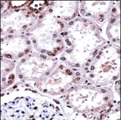 IHC staining of FFPE human kidney tissue with FOXD1 antibody. HIER: steam section in pH6 citrate buffer for 20 min and allow to cool prior to staining.
