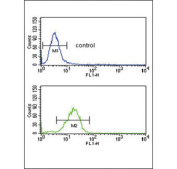 Flow cytometry testing of human U-251 cells with AGER antibody; Blue=isotype control, Green= AGER antibody.