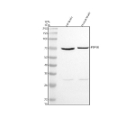 Western blot analysis of PTPRR using anti-PTPRR antibody. Electrophoresis was performed on a 10% SDS-PAGE gel at 80V (Stacking gel) / 120V (Resolving gel) for 2 hours. Lane 1: rat brain tissue lysates, Lane 2: mouse brain tissue lysates. After electrophoresis, proteins were transferred to a nitrocellulose membrane at 150 mA for 50-90 minutes. Blocked the membrane with 5% non-fat milk/TBS for 1.5 hour at RT. The membrane was incubated with rabbit anti-PTPRR antibody at 1:500 overnight at 4oC, then washed with TBS-10%Tween 3 times with 5 minutes each and probed with a goat anti-rabbit IgG-HRP secondary antibody at a dilution of 1:5000 for 1.5 hour at RT. The signal was developed using an ECL Plus Western Blotting Substrate. A specific band was detected for PTPRR at approximately 70 kDa. The expected band size for PTPRR is at 70 kDa.