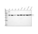 Western blot analysis of CLIC4 using anti-CLIC4 antibody. Lane 1: human 293T whole cell lysates, Lane 2: human U251 whole cell lysates, Lane 3: human whole cell lysates, Lane 4: human U20S whole cell lysates, Lane 5: rat kidney tissue lysates, Lane 6: rat brain tissue lysates, Lane 7: mouse kidney tissue lysates, Lane 8: mouse brain tissue lysates. After electrophoresis, proteins were transferred to a nitrocellulose membrane at 150 mA for 50-90 minutes. Blocked the membrane with 5% non-fat milk/TBS for 1.5 hour at RT. The membrane was incubated with rabbit anti-CLIC4 antibody at 1:500 overnight at 4oC, then washed with TBS-0.1%Tween 3 times with 5 minutes each and probed with a goat anti-rabbit IgG-HRP secondary antibody at a dilution of 1:500 for 1.5 hour at RT. The signal was developed using enhanced chemiluminescent. A specific band was detected for CLIC4 at approximately 29 kDa. The expected band size for CLIC4 is at 29 kDa.