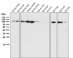 All lanes use the antibody at 1:3K dilution for 1 hour at room temperature. Predicted molecular weight ~104 kDa.