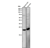 All lanes use the antibody at 1:1K dilution for 1 hour at room temperature. Predicted molecular weight ~18 kDa.