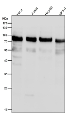 All lanes use the antibody at 1:1K dilution for 1 hour at room temperature. Predicted molecular weight ~89 kDa.