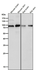 All lanes use the antibody at 1:1K dilution for 1 hour at room temperature. Predicted molecular weight ~89 kDa.