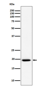 Western blot analysis of UFC1 expression in cell lysate using UFC1 antibody. Predicted molecular weight ~19 kDa.