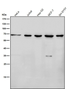All lanes use the antibody at 1:3K dilution for 1 hour at room temperature. Predicted molecular weight ~66 kDa.