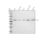Western blot analysis of GHRHR using anti-GHRHR antibody. Electrophoresis was performed on a 10% SDS-PAGE gel at 80V (Stacking gel) / 120V (Resolving gel) for 2 hours. Lane 1: human 293T whole cell lysates, Lane 2: rat kidney tissue lysates, Lane 3: rat PC-12 whole cell lysates, Lane 4: mouse kidney tissue lysates, Lane 5: mouse NIH/3T3 whole cell lysates. After electrophoresis, proteins were transferred to a nitrocellulose membrane at 150 mA for 50-90 minutes. Blocked the membrane with 5% non-fat milk/TBS for 1.5 hour at RT. The membrane was incubated with rabbit anti-GHRHR antibody at 0.5 ug/ml overnight at 4oC, then washed with TBS-0.1%Tween 3 times with 5 minutes each and probed with a goat anti-rabbit IgG-HRP secondary antibody at a dilution of 1:5000 for 1.5 hour at RT. The signal was developed using an ECL Plus Western Blotting Substrate. A specific band was detected for GHRHR at approximately 47 kDa. The expected band size for GHRHR is at 47 kDa.