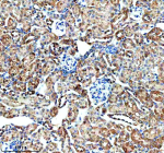 IHC analysis of GHRHR using anti-GHRHR antibody. GHRHR was detected in a paraffin-embedded section of mouse kidney tissue. Heat mediated antigen retrieval was performed in EDTA buffer (pH 8.0, epitope retrieval solution). The tissue section was blocked with 10% goat serum. The tissue section was then incubated with 2 ug/ml rabbit anti-GHRHR antibody overnight at 4oC. Peroxidase Conjugated Goat Anti-rabbit IgG was used as secondary antibody and incubated for 30 minutes at 37oC. The tissue section was developed using an HRP secondary and DAB substrate.