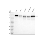 Western blot analysis of ERC1 using anti-ERC1 antibody. Electrophoresis was performed on a 8% SDS-PAGE gel at 80V (Stacking gel) / 120V (Resolving gel) for 2 hours. Lane 1: human Hela whole cell lysates, Lane 2: human Jurkat whole cell lysates Lane 3: rat brain tissue lysates, Lane 4: mouse testis tissue lysates, Lane 5: mouse NIH/3T3 tissue lysates. After electrophoresis, proteins were transferred to a nitrocellulose membrane at 150 mA for 50-90 minutes. Blocked the membrane with 5% non-fat milk/TBS for 1.5 hour at RT. The membrane was incubated with rabbit anti-ERC1 antibody at 0.5 ug/ml overnight at 4oC, then washed with TBS-0.1%Tween 3 times with 5 minutes each and probed with a goat anti-rabbit IgG-HRP secondary antibody at a dilution of 1:5000 for 1.5 hour at RT. The signal was developed using an ECL Plus Western Blotting Substrate. The expected band size for ERC1 is at 128 kDa.