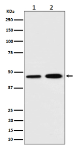 Western blot analysis of TIMM44 expression in (1) human K562 cell lysate; (2) rat C6 cell lysate using TIMM44 antibody. Predicted molecular weight ~51 kDa, commonly observed at 45-51 kDa.