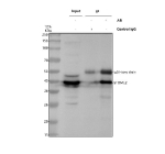 Immunoprecipitating STOML2 in Jurkat whole cell lysate. Western blot analysis of STOML2 using anti-STOML2 antibody. Lane 1: jurkat whole cell lysates (30ug), Lane 2: Rabbit control IgG instead of anti-STOML2 antibody in jurkat whole cell lysate, Lane 3: anti-STOML2 antibody (2ug) + jurkat whole cell lysate (500ug). After electrophoresis, proteins were transferred to a membrane. Then the membrane was incubated with rabbit anti-STOML2 antibody at a dilution of 0.5 ug/ml and probed with a goat anti-rabbit IgG-HRP secondary antibody. The signal is developed using ECL Plus Western Blotting Substrate. The expected band size for STOML2 is at 39 kDa.