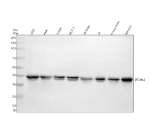 Western blot analysis of STOML2 using anti-STOML2 antibody. Electrophoresis was performed on a 10% SDS-PAGE gel at 80V (Stacking gel) / 120V (Resolving gel) for 2 hours. Lane 1: human 293T whole cell lysates, Lane 2: human Hela whole cell lysates, Lane 3: human Jurkat whole cell lysates, Lane 4: human MCF-7 whole cell lysates, Lane 5: rat brain tissue lysates, Lane 6: rat C6 whole cell lysates, Lane 7: mouse brain tissue lysates, Lane 8: mouse NIH/3T3 whole cell lysates. After electrophoresis, proteins were transferred to a nitrocellulose membrane at 150 mA for 50-90 minutes. Blocked the membrane with 5% non-fat milk/TBS for 1.5 hour at RT. The membrane was incubated with rabbit anti-STOML2 antibody at 0.5 ug/ml overnight at 4oC, then washed with TBS-0.1%Tween 3 times with 5 minutes each and probed with a goat anti-rabbit IgG-HRP secondary antibody at a dilution of 1:5000 for 1.5 hour at RT. The signal was developed using an ECL Plus Western Blotting Substrate. The expected band size for STOML2 is at 39 kDa.