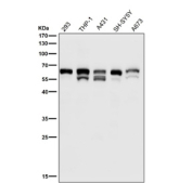 All lanes use the antibody at 1:3K dilution for 1 hour at room temperature. Expected size for c-Src (phospho-Tyr529) ~60 kDa. Observed (possible) doublet at ~55 kDa and ~60 kDa likely reflects full-length and slightly modified/truncated phosphorylated forms of c-Src, consistent with literature indicating Src family kinases migrate in the 55-62 kDa range.