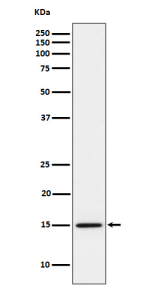 Western blot analysis of Histone H3 (mono methyl K14) expression in HeLa cell lysate.
