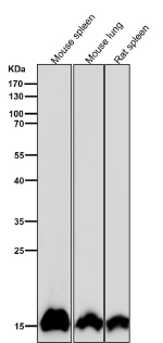 All lanes use the antibody at 1:1K dilution for 1 hour at room temperature.