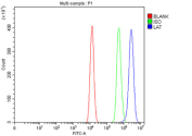 Flow Cytometry analysis of HEL cells using anti-LAT antibody. Overlay histogram showing HEL cells stained with (Blue line). The cells were fixed with 4% paraformaldehyde and blocked with 10% normal goat serum. And then incubated with rabbit anti-LAT antibody (1 ug/million cells) for 30 min at 20oC. DyLight 488 conjugated goat anti-rabbit IgG (5-10 ug/million cells) was used as secondary antibody for 30 minutes at 20oC. Isotype control antibody (Green line) was rabbit IgG (1 ug/million cells) used under the same conditions. Unlabelled sample (Red line) was also used as a control.