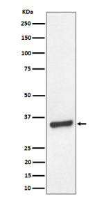 Western blot analysis of TCEA1 expression in HeLa cell lysate.
