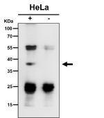 Immunoprecipitate (IP) analysis using the antibody at 1:50 dilution. (Western blot at 1:1K dilution)
