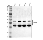 Western blot analysis of RAD51D using anti-RAD51D antibody. Lane 1: human 293T whole cell lysates, Lane 2: human Hela whole cell lysates, Lane 3: human Jurkat whole cell lysates, Lane 4: human whole cell lysates. After electrophoresis, proteins were transferred to a nitrocellulose membrane at 150 mA for 50-90 minutes. Blocked the membrane with 5% non-fat milk/TBS for 1.5 hour at RT. The membrane was incubated with rabbit anti-RAD51D antibody at 0.5 ug/ml overnight at 4oC, then washed with TBS-0.1%Tween 3 times with 5 minutes each and probed with a goat anti-rabbit IgG-HRP secondary antibody at a dilution of 1:5000 for 1.5 hour at RT. The signal was developed using enhanced chemiluminescent. Specific banding was detected for RAD51D at approximately 30-40 kDa. The expected band size for RAD51D is at 35 kDa.