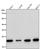 All lanes use the MRPL11 antibody at 1:1K dilution for 1 hour at room temperature. Predicted molecular weight ~21 kDa.