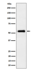 Western blot analysis of PEPD expression in HepG2 cell lysate using PEPD antibody. Predicted molecular weight ~55 kDa.