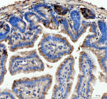 IHC analysis of Lysozyme using anti-Lysozyme antibody. Lysozyme was detected in a paraffin-embedded section of mouse colon tissue. Heat mediated antigen retrieval was performed in EDTA buffer (pH 8.0, epitope retrieval solution). The tissue section was blocked with 10% goat serum. The tissue section was then incubated with 2 ug/ml rabbit anti-Lysozyme antibody overnight at 4oC. Peroxidase Conjugated Goat Anti-rabbit IgG was used as secondary antibody and incubated for 30 minutes at 37oC. The tissue section was developed using an HRP secondary and DAB substrate.