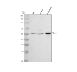 Western blot analysis of TTLL9 using anti-TTLL9 antibody. Electrophoresis was performed on a 10% SDS-PAGE gel at 80V (Stacking gel) / 120V (Resolving gel) for 2 hours. Lane 1: human REH whole cell lysates, Lane 2: rat testis tissue lysates, Lane 3: mouse testis tissue lysates. After electrophoresis, proteins were transferred to a nitrocellulose membrane at 150 mA for 50-90 minutes. Blocked the membrane with 5% non-fat milk/TBS for 1.5 hour at RT. The membrane was incubated with rabbit anti-TTLL9 antibody at 0.5 ug/ml overnight at 4oC, then washed with TBS-0.1%Tween 3 times with 5 minutes each and probed with a goat anti-rabbit IgG-HRP secondary antibody at a dilution of 1:5000 for 1.5 hour at RT. The signal was developed using an ECL Plus Western Blotting Substrate. A specific band was detected for TTLL9 at approximately 51 kDa. The expected band size for TTLL9 is at 51 kDa.