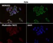 Immunofluorescent analysis using the EIF3A antibody (green) at 1:150 dilution.