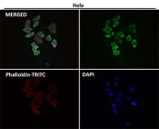 Immunofluorescent analysis using the EIF3A antibody (green) at 1:50 dilution.