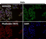 Immunofluorescent analysis using the EIF3A antibody (green) at 1:50 dilution.