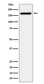 Western blot analysis of eIF3A expression in Jurkat cell lysate using EIF3A antibody.