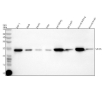 Western blot analysis of MSRA using anti-MSRA antibody. Electrophoresis was performed on a 12% SDS-PAGE gel at 80V (Stacking gel) / 120V (Resolving gel) for 2 hours. Lane 1: human THP-1 whole cell lysates, Lane 2: human SIHA whole cell lysates, Lane 3: human Hacat whole cell lysates, Lane 4: human Hela whole cell lysates, Lane 5: rat kidney tissue lysates, Lane 6: rat brain tissue lysates, Lane 7: mouse kidney tissue lysates, Lane 8: mouse brain tissue lysates. After electrophoresis, proteins were transferred to a nitrocellulose membrane at 150 mA for 50-90 minutes. Blocked the membrane with 5% non-fat milk/TBS for 1.5 hour at RT. The membrane was incubated with rabbit anti-MSRA antibody at 0.5 ug/ml overnight at 4oC, then washed with TBS-0.1%Tween 3 times with 5 minutes each and probed with a goat anti-rabbit IgG-HRP secondary antibody at a dilution of 1:5000 for 1.5 hour at RT. The signal was developed using an ECL Plus Western Blotting Substrate. The expected band size for MSRA is at 26 kDa.