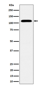 Western blot analysis of SEC24D expression in human HeLa cell lysate using SEC24D antibody. Predicted molecular weight ~113 kDa.