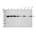 Western blot analysis of PHGDH using anti-PHGDH antibody. Lane 1: human U251 whole cell lysates, Lane 2: human Jurkat whole cell lysates, Lane 3: human HEL whole cell lysates, Lane 4: human K562 whole cell lysates, Lane 5: rat liver tissue lysates, Lane 6: rat kidney tissue lysates, Lane 7: mouse liver tissue lysates, Lane 8: mouse kidney tissue lysates. After electrophoresis, proteins were transferred to a nitrocellulose membrane at 150 mA for 50-90 minutes. Blocked the membrane with 5% non-fat milk/TBS for 1.5 hour at RT. The membrane was incubated with rabbit anti-PHGDH antibody at 0.5 ug/ml overnight at 4oC, then washed with TBS-0.1%Tween 3 times with 5 minutes each and probed with a goat anti-rabbit IgG-HRP secondary antibody at a dilution of 1:5000 for 1.5 hour at RT. The signal was developed using enhanced chemiluminescent. A specific band was detected for PHGDH at approximately 57 kDa. The expected band size for PHGDH is at 57 kDa.