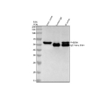 Immunoprecipitating PHGDH in Jurkat whole cell lysate. Western blot analysis of PHGDH using anti-PHGDH antibody. Lane 1: Jurkat whole cell lysates (30ug); Lane 2: Rabbit control IgG instead of anti-PHGDH antibody in Jurkat whole cell lysate; Lane 3: anti-PHGDH antibody (2ug) + Jurkat whole cell lysate (500ug). After electrophoresis, proteins were transferred to a membrane. Then the membrane was incubated with rabbit anti-PHGDH antibody at a dilution of 0.5 ug/ml and probed with a goat anti-rabbit IgG-HRP secondary antibody. The signal is developed using ECL Plus Western Blotting Substrate. A specific band was detected for PHGDH at approximately 57 kDa. The expected band size for PHGDH is at 57 kDa.