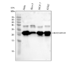 Western blot analysis of HSPC150/UBE2T using anti-UBE2T antibody. Electrophoresis was performed on a 10% SDS-PAGE gel at 80V (Stacking gel) / 120V (Resolving gel) for 2 hours. Lane 1: human Hela whole cell lysates, Lane 2: human Skov3 whole cell lysates, Lane 3: human MCF-7 whole cell lysates, Lane 4: human K562 whole cell lysates. After electrophoresis, proteins were transferred to a nitrocellulose membrane at 150 mA for 50-90 minutes. Blocked the membrane with 5% non-fat milk/TBS for 1.5 hour at RT. The membrane was incubated with rabbit anti-UBE2T antibody at 1:1000 overnight at 4oC, then washed with TBS-0.1%Tween 3 times with 5 minutes each and probed with a goat anti-rabbit IgG-HRP secondary antibody at a dilution of 1:5000 for 1.5 hour at RT. The signal was developed using an ECL Plus Western Blotting Substrate. A specific band was detected for UBE2T at approximately 23 kDa. The expected band size for UBE2T is at 23 kDa.