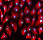 IF analysis of MYBBP1A using anti-MYBBP1A antibody (green) and anti-Beta Tubulin antibody (red). MYBBP1A was detected in an immunocytochemical section of cells. Enzyme antigen retrieval was performed using IHC enzyme antigen retrieval reagent for 15 mins. The cells were blocked with 10% goat serum. And then incubated with 5 ug/ml rabbit anti-MYBBP1A antibody and mouse anti-Beta Tubulin antibody overnight at 4oC. DyLight 488 Conjugated Goat Anti-Rabbit IgG and Cy3 Conjugated Goat Anti-Mouse IgG were used as secondary antibody at 1:500 dilution and incubated for 30 minutes at 37oC. The section was counterstained with DAPI (blue). Visualize using a fluorescence microscope and filter sets appropriate for the label used.