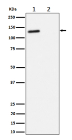 Western blot analysis of Phospho-(T986) expression in (1) Jurkat cell lysate; (2) Jurkat cell treated with phosphatase lysate, using Phospho-RBL2 (Thr986) antibody.