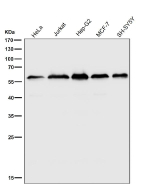 All lanes use the KLC3 antibody at 1:2K dilution for 1 hour at room temperature. Predicted molecular weight ~55 kDa.
